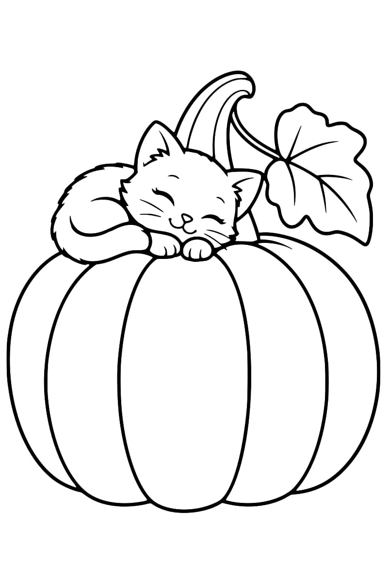 Dessin au trait noir sur fond blanc d’un chaton aux yeux fermés, lové sur une grosse citrouille côtelée, avec les pattes sous le menton et la queue repliée sur le côté.